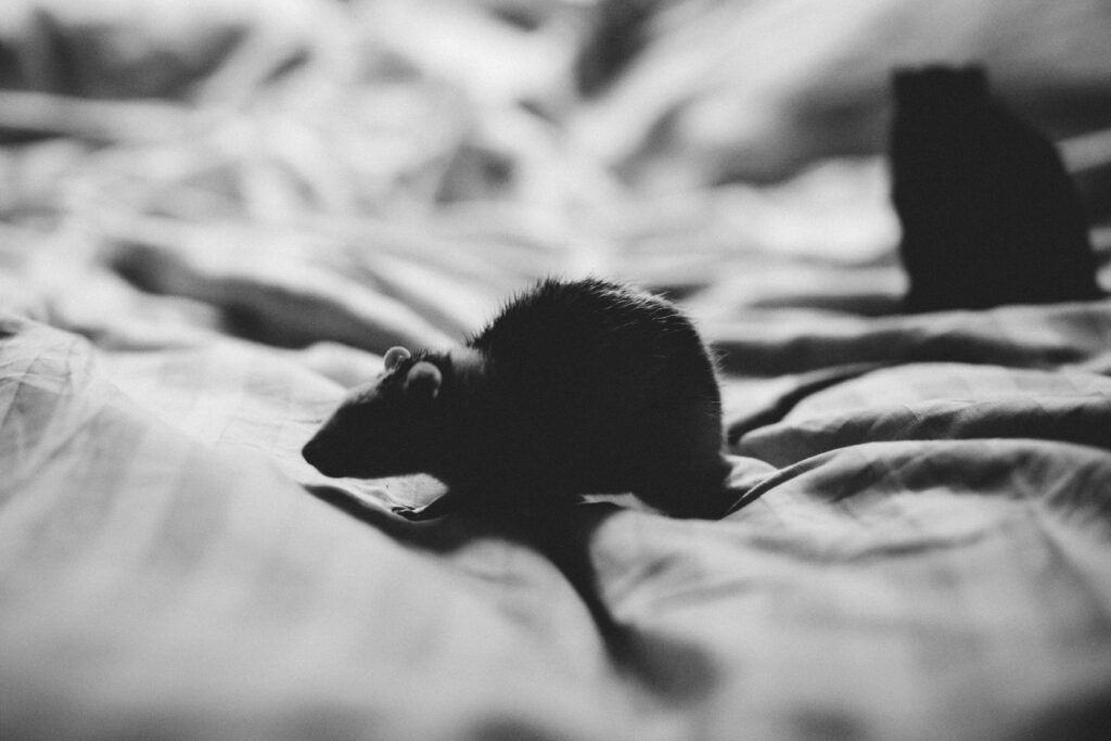 布の上にいるネズミの写真